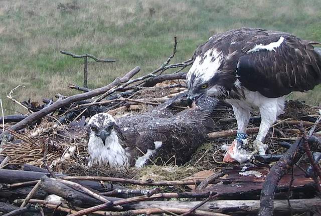 ospreys on nest.jpg