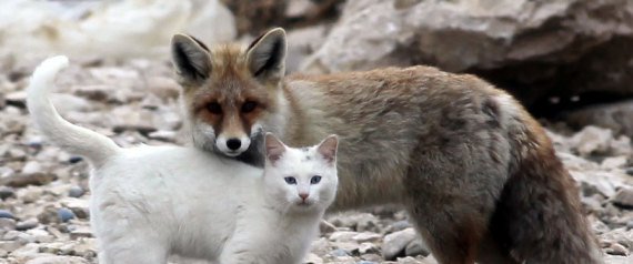 fox-cat-friendship.jpg