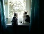 kit birdwatching.jpg