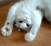 cute-cat-animated-gif-wave-2013.gif