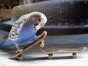 budgie on a skateboard.jpg