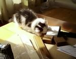 kit foreman.jpg