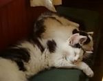 kit sleeping on the job.jpg
