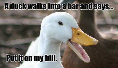 duck-walks-into-bar-bill.jpg