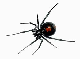 BlackWidow.png