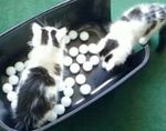 kit ping pong.jpg
