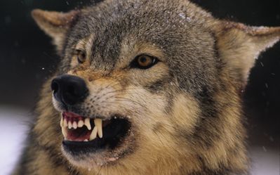 wolf425-1.jpg
