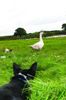 goose.jpg