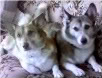 dogs-1.jpg
