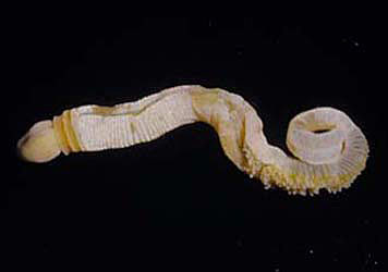 AcornWorm.jpg