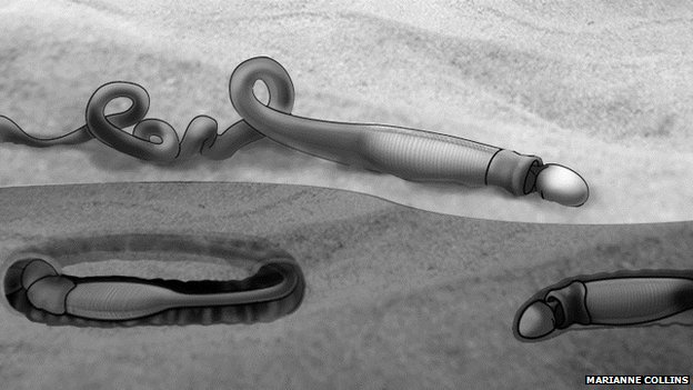 spartobranchus-reconstruction.jpg