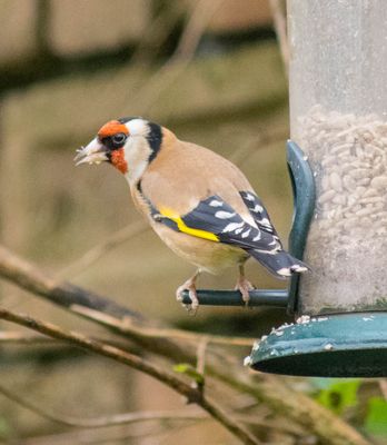 gold finch 2.jpg
