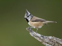 Crested-Tit-0606F_zps21ceee25.jpg