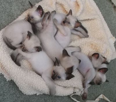 kittens.jpg