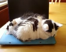 kit lappy.jpg