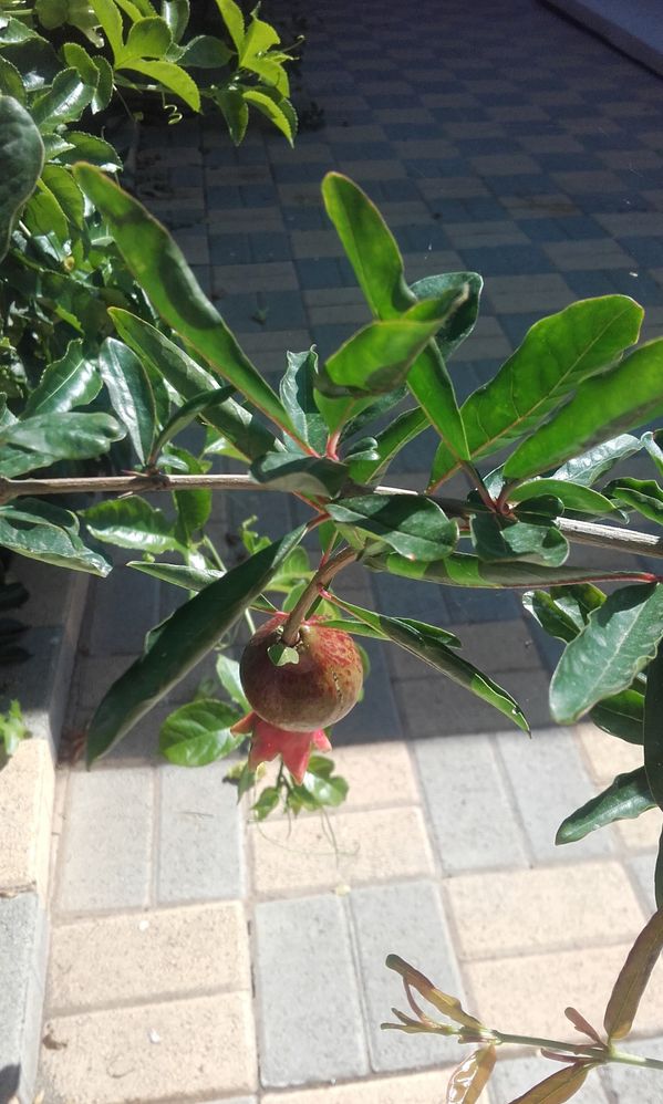 Pomegranate