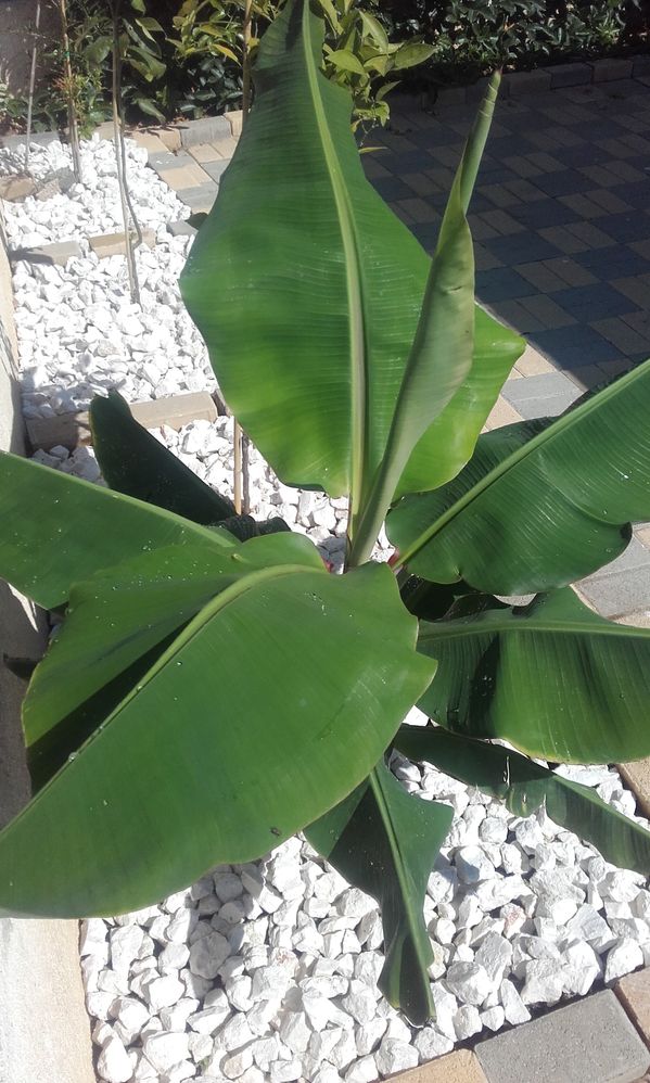 Banna  Tree