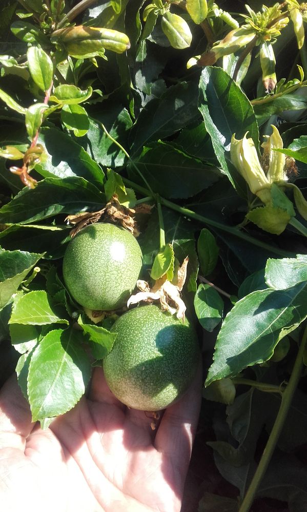 Passion Fruit