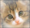 bth_Cats.png