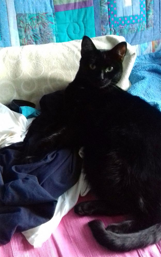 Watch CatFebMarch2018.jpg