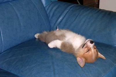 dognap.jpg