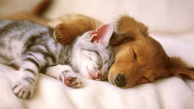 dog-cat_nap.jpg