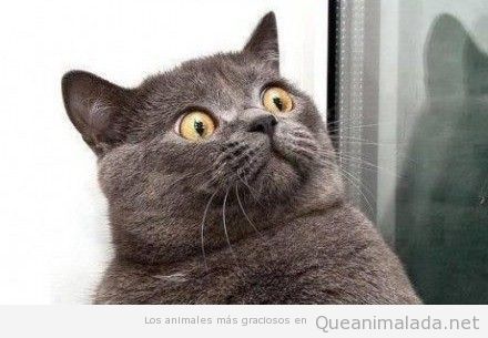 gato-cara-sorprendido.jpg