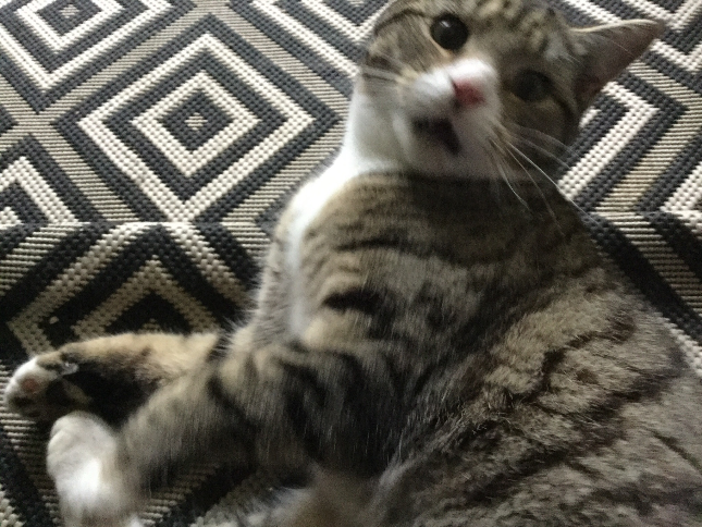 One of my actual cats :)