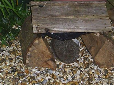 2007_0212hogs0013.JPG