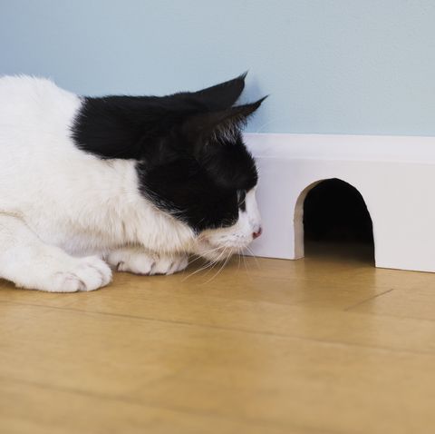 cat mosehole.jpg