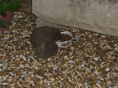 2007_0207hogs0016.JPG