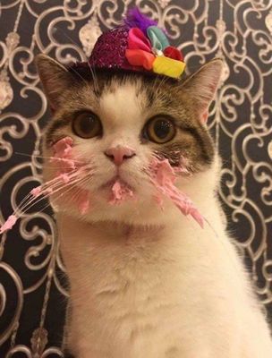 catcaje2.jpg