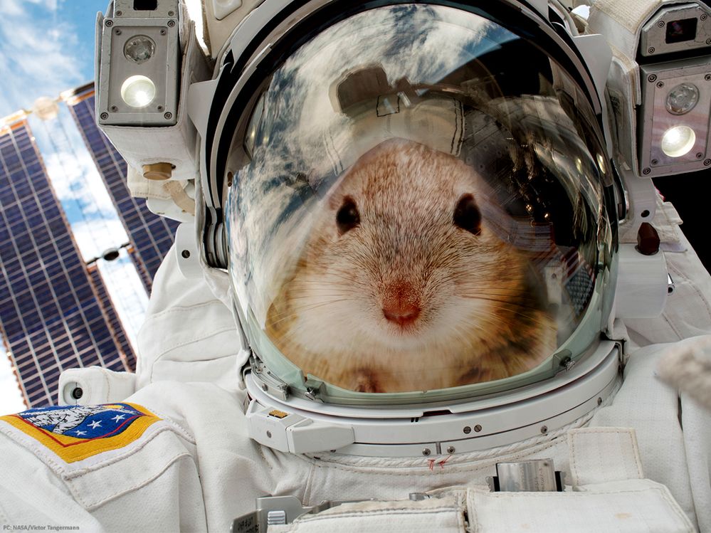 astronaut-mouce.jpg