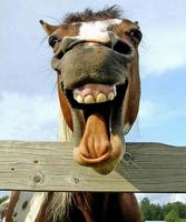 funny horse faces.jpg