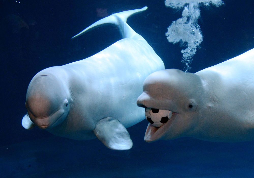 Beluga-Whale-High-Definition-Wallpapers.jpg