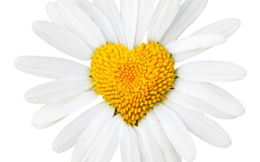 Daisy-HD-Desktop.jpg