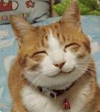 bth_CATSCAS00GS1.jpg