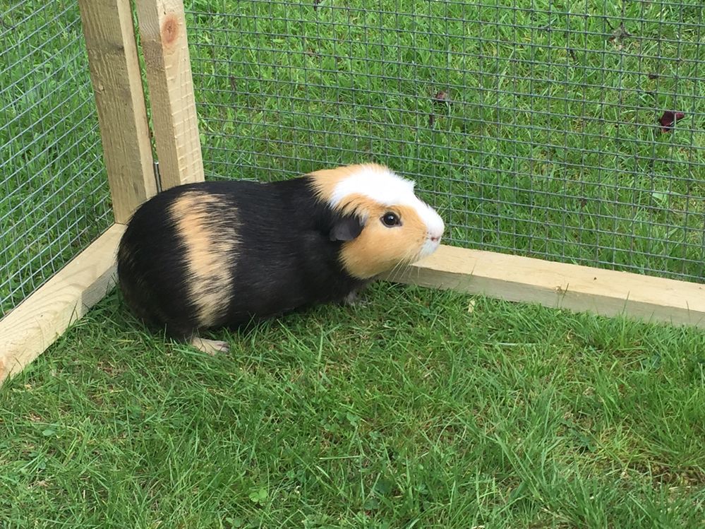 Guinea pig Caesar2 August 2016.jpg