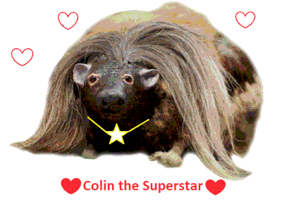 Colin.gif
