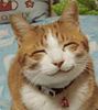 bth_CATSCAS00GS1.jpg