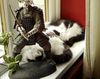 squish of cats.jpg