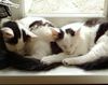 sqish of cats2.jpg