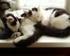 squish of cats3.jpg