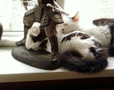squish of cats4.jpg
