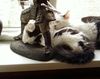 squish of cats4.jpg