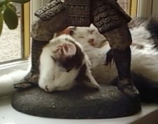 squish of cats5.jpg