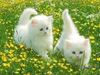 bth_catsCAC5BI0E.jpg